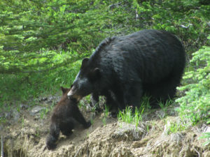 子熊を助ける母熊