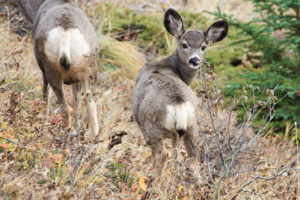 ミュールディア｜バンフ国立公園