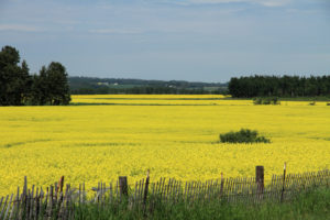 菜の花畑です。キャノーラ油はカナダ発祥です