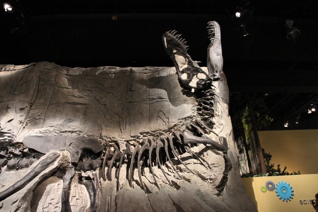 ロイヤル・ティレル古生物学博物館ツアー | バンフ発着で恐竜化石と古生物の世界を探訪